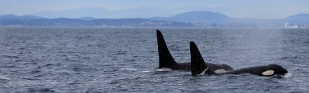 Ocean EcoVentures - Killerwale in den Gewässern um Vancouver Island